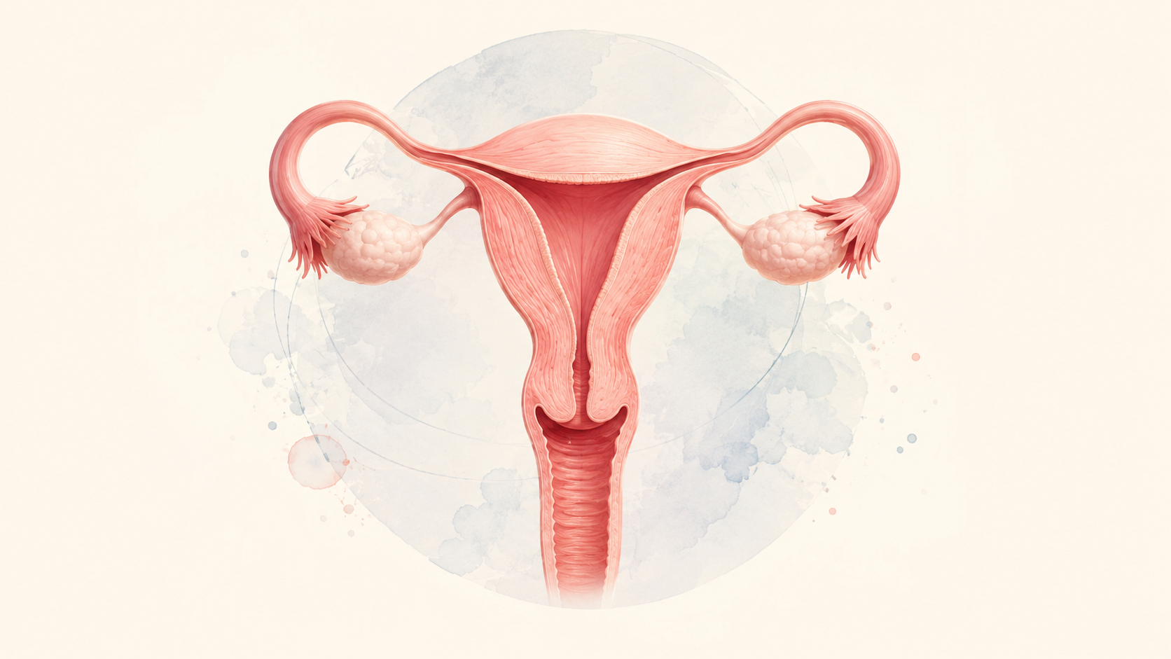 Medical illustration representing Cervical Cancer